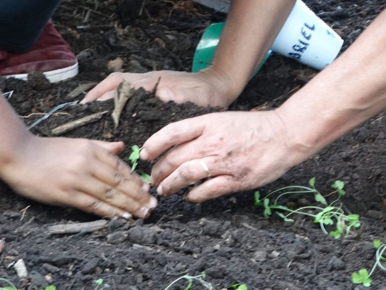 O plantio de sementes aliado ao cuidado com recursos naturais: Um modelo de comportamento para as próximas gerações.